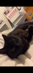 Lost Female Cat last seen Yonge & Brookside Richmond Hill, Richmond Hill, ON 