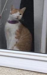 Reunited Female Cat last seen Kern St., Chico, CA 95928