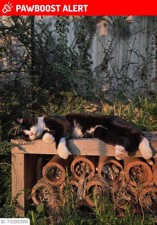 Lost Male Cat last seen Near Woodstock Close, Hertford Heath, England SG13 7RP