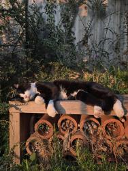 Lost Male Cat last seen Near Woodstock Close, Hertford Heath, England SG13 7RP
