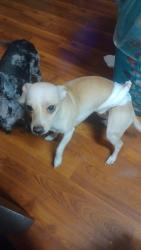 Reunited Male Dog last seen Rainbow and Lakemead, Las Vegas, NV 89108