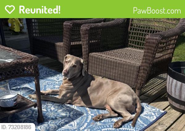 Reunited Female Dog last seen Port Washington, WI, USA, Port Washington, WI 53074