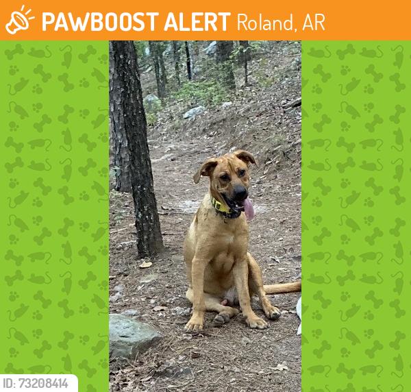 Found/Stray Male Dog last seen Barrett Road, Roland, AR 72135