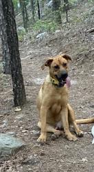 Found/Stray Male Dog last seen Barrett Road, Roland, AR 72135
