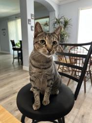 Reunited Male Cat last seen Fenrose Cir, Melbourne, FL 32940