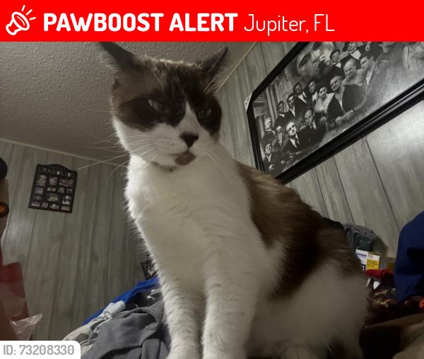 Lost Male Cat last seen Penncock &Center street, Jupiter, FL 33458