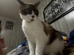 Lost Male Cat last seen Penncock &Center street, Jupiter, FL 33458