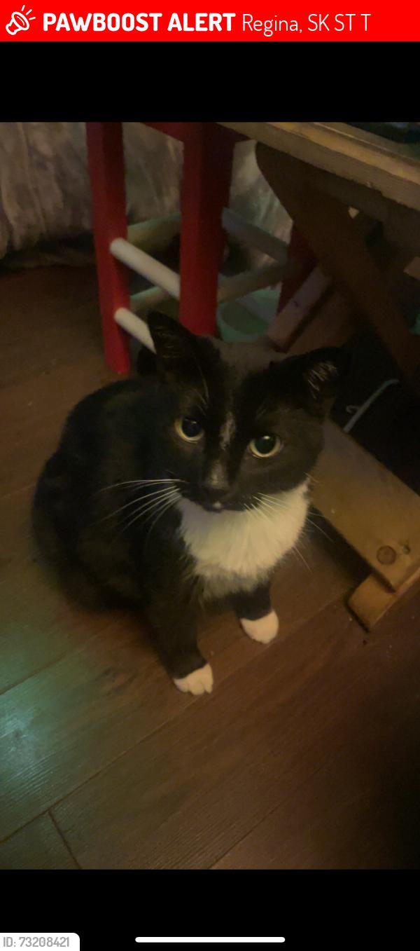 Lost Male Cat last seen cameron and 9th ave, Regina, SK S4T 2T7