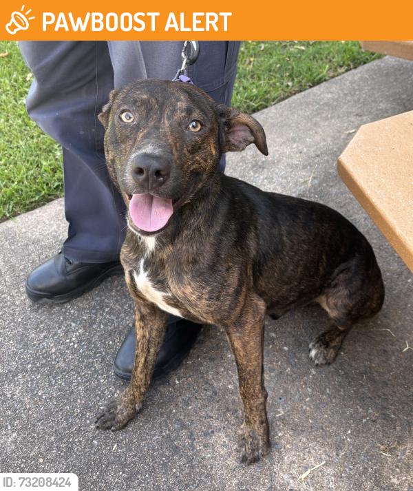 Found/Stray Male Dog last seen Barrett Road, North Little Rock, AR 72118