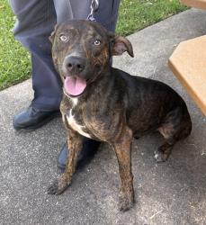 Found/Stray Male Dog last seen Barrett Road, North Little Rock, AR 72118