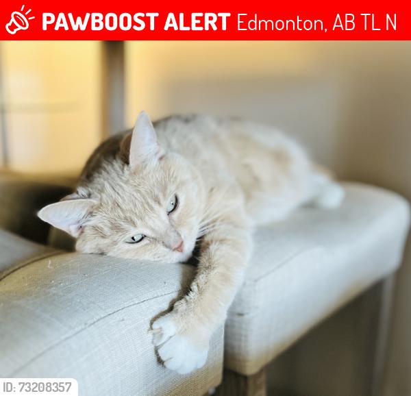 Lost Female Cat last seen Near 20 AVE NW Edmonton, AB, Edmonton, AB T6L 5N8
