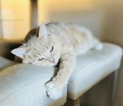 Lost Female Cat last seen Near 20 AVE NW Edmonton, AB, Edmonton, AB T6L 5N8