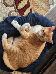 Reunited Male Cat last seen Fern hammock dr, Jacksonville, FL 32258