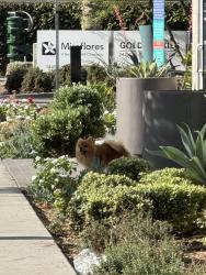 Found/Stray Unknown Dog last seen Golden Skies Mobile Home, Anaheim, CA 92805