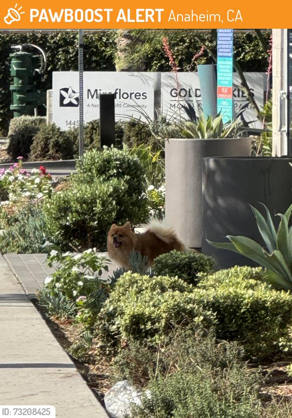 Found/Stray Unknown Dog last seen Golden Skies Mobile Home, Anaheim, CA 92805