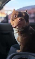 Reunited Male Dog last seen Yarbrough & Pebble Hills, El Paso County, TX 79938