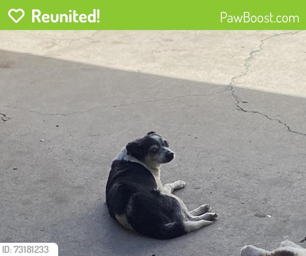 Reunited Male Dog last seen Pauline and bradfield ave, Compton, CA 90221