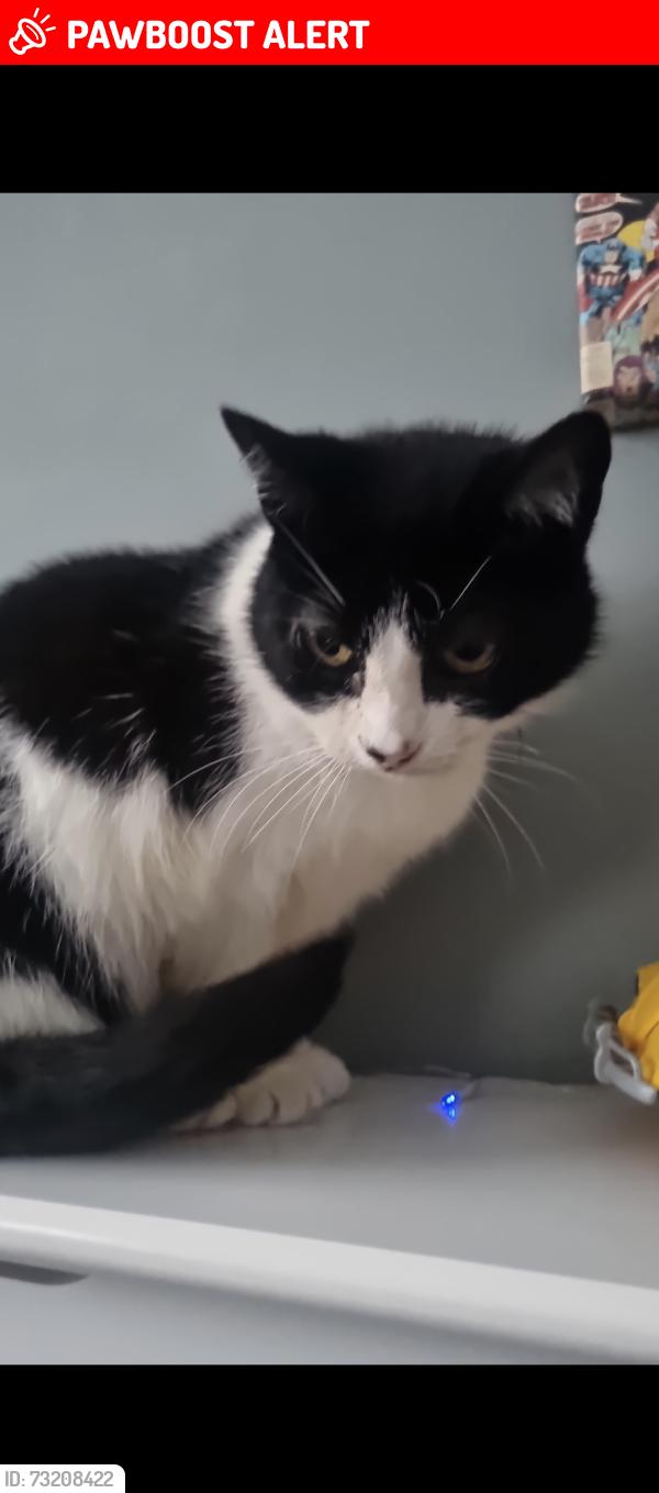 Lost Female Cat last seen Cobham arms, howley Grange rd, West Midlands, England B62 0JD