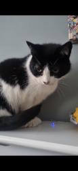Lost Female Cat last seen Cobham arms, howley Grange rd, West Midlands, England B62 0JD
