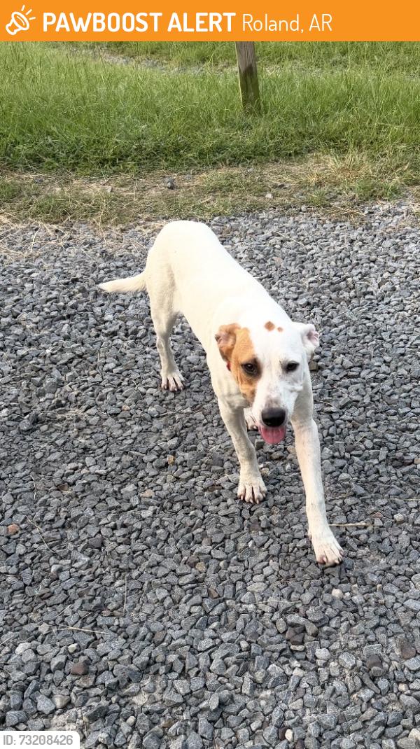 Found/Stray Female Dog last seen Barrett Road & Rattlesnake Ridge, Roland, AR 72135