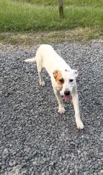 Found/Stray Female Dog last seen Barrett Road & Rattlesnake Ridge, Roland, AR 72135