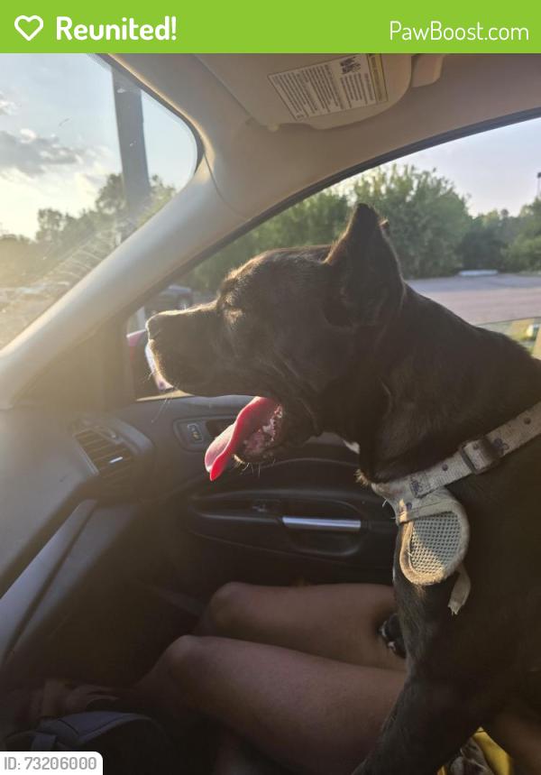 Reunited Female Dog last seen Robichaud High School, Inkster, MI 48141