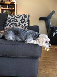 Reunited Male Dog last seen Laurel Ave, Hayward, CA 94541, EE. UU., Hayward, CA 94541