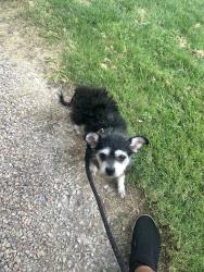 Reunited Female Dog last seen 80th St and Nardian Way, Los Angeles, CA 90045