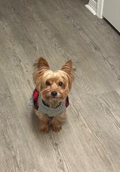 Lost Male Dog last seen Near Catalina Blvd North, South Carolina, North, SC 29112