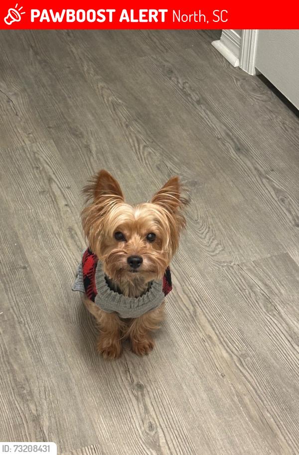 Lost Male Dog last seen Near Catalina Blvd North, South Carolina, North, SC 29112