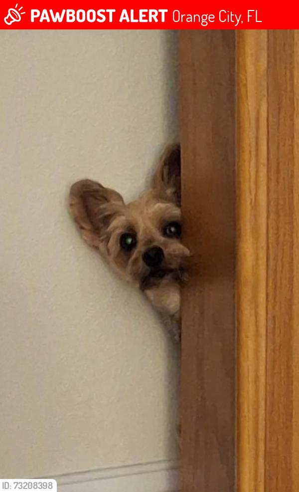 Lost Female Dog last seen Leavitt ave & Graves, Orange City, FL 32763