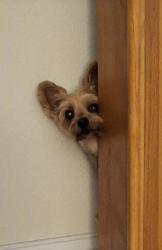 Lost Female Dog last seen Leavitt ave & Graves, Orange City, FL 32763