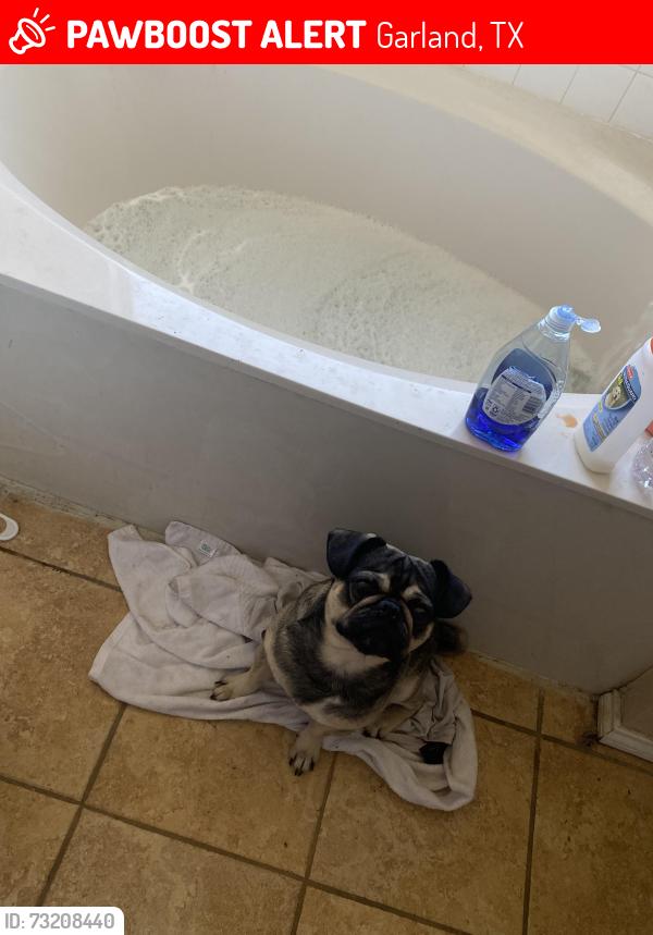 Lost Male Dog last seen lake, Garland, TX 75043