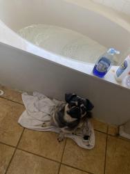 Lost Male Dog last seen lake, Garland, TX 75043
