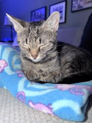 Found/Stray Female Cat last seen Davy Dr, Gates, NY 14624