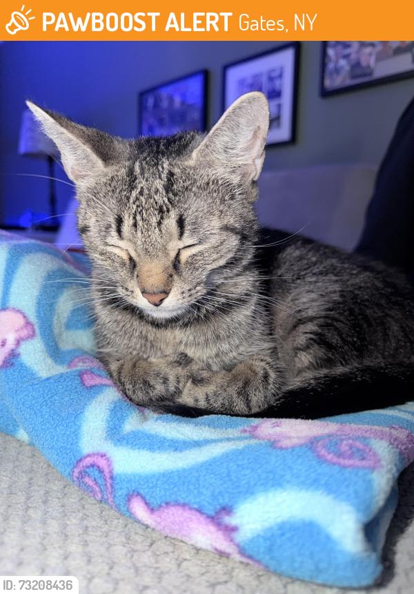 Found/Stray Female Cat last seen Davy Dr, Gates, NY 14624