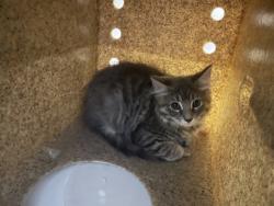 Shelter Stray Male Cat last seen Lorton, VA 22079, Silvershadow Ct & Reiser Ln, Fairfax County, VA, 4500 West Ox Rd, Fairfax, VA 22030, USA
