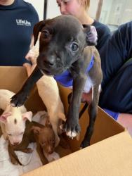 Shelter Stray Female Dog last seen Near S Trimble Rd, Atlanta, GA, 1251 Fulton Industrial Blvd NW, Atlanta, GA 30336, USA