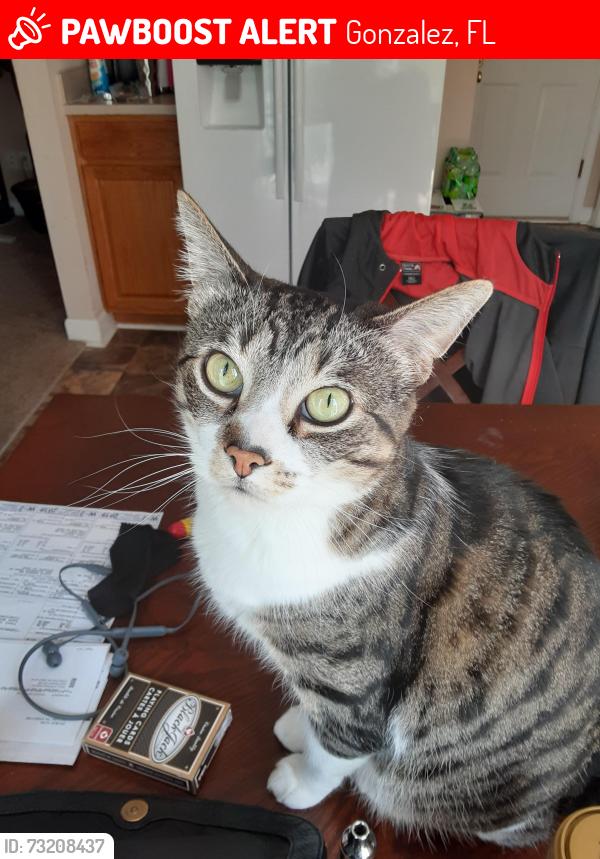Lost Female Cat last seen Kings Road and 29, Gonzalez, FL 32533