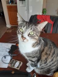 Lost Female Cat last seen Kings Road and 29, Gonzalez, FL 32533