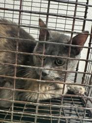 Shelter Stray Female Cat last seen Near Daylily Dr, City of Knoxville ASO, TN, 3201 Division St, Knoxville, TN 37919, USA