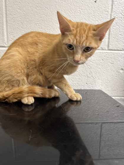 Shelter Stray Female Cat last seen Near Valley Dr, City of Knoxville ASO, TN, 3201 Division St, Knoxville, TN 37919, USA