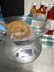Shelter Stray Male Cat last seen Near Valley Dr, City of Knoxville ASO, TN, 3201 Division St, Knoxville, TN 37919, USA