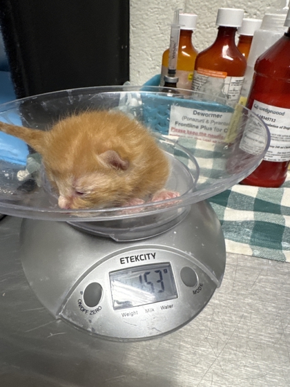 Shelter Stray Male Cat last seen Near Valley Dr, City of Knoxville ASO, TN, 3201 Division St, Knoxville, TN 37919, USA