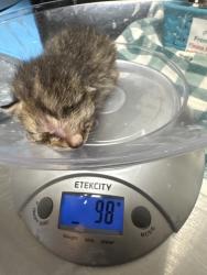 Shelter Stray Female Cat last seen Near Valley Dr, City of Knoxville ASO, TN, 3201 Division St, Knoxville, TN 37919, USA