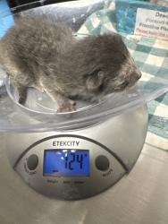 Shelter Stray Female Cat last seen Near Valley Dr, City of Knoxville ASO, TN, 3201 Division St, Knoxville, TN 37919, USA