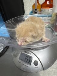 Shelter Stray Male Cat last seen Near Valley Dr, City of Knoxville ASO, TN, 3201 Division St, Knoxville, TN 37919, USA