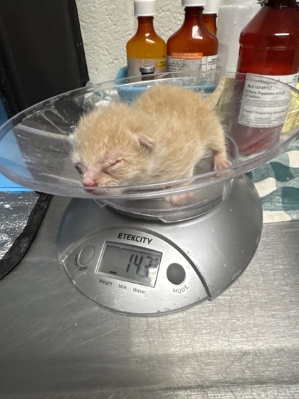 Shelter Stray Male Cat last seen Near Valley Dr, City of Knoxville ASO, TN, 3201 Division St, Knoxville, TN 37919, USA