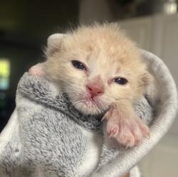 Shelter Stray Male Cat last seen Cedar and Manning, Fresno Zone Fresno CO 1A 93725, CA, 1510 W Dan Ronquillo Dr, Fresno, CA 93706, USA