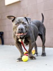 Shelter Stray Male Dog last seen Near Russwood Ave Stone Mountain, 30083, 30083, GA, 3280 Chamblee Dunwoody Rd, Chamblee, GA 30341, USA